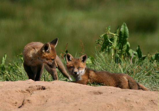 Fox <i>Vulpes vulpes</i>